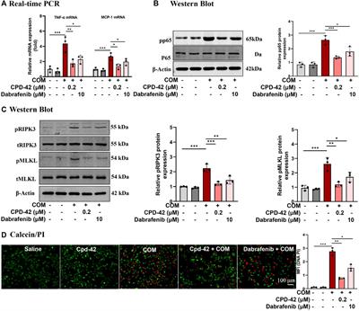 Cpd-42 protects against calcium oxalate nephrocalcinosis-induced renal injury and inflammation by targeting RIPK3-mediated necroptosis